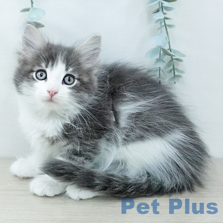 サイベリアンの写真2