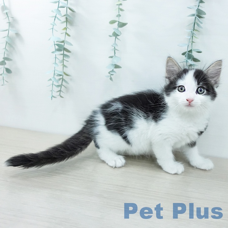 サイベリアンの写真2