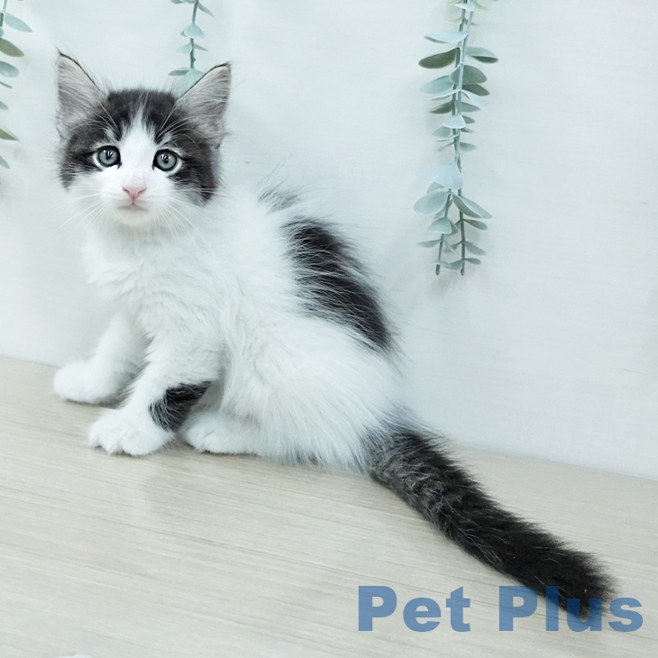 サイベリアンの写真2