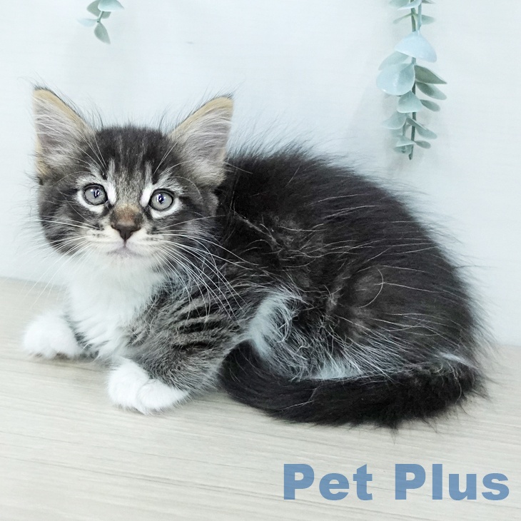 サイベリアンの写真2