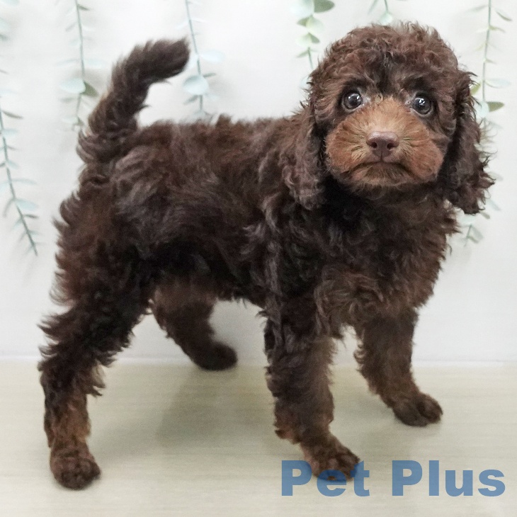 トイ・プードルの写真2