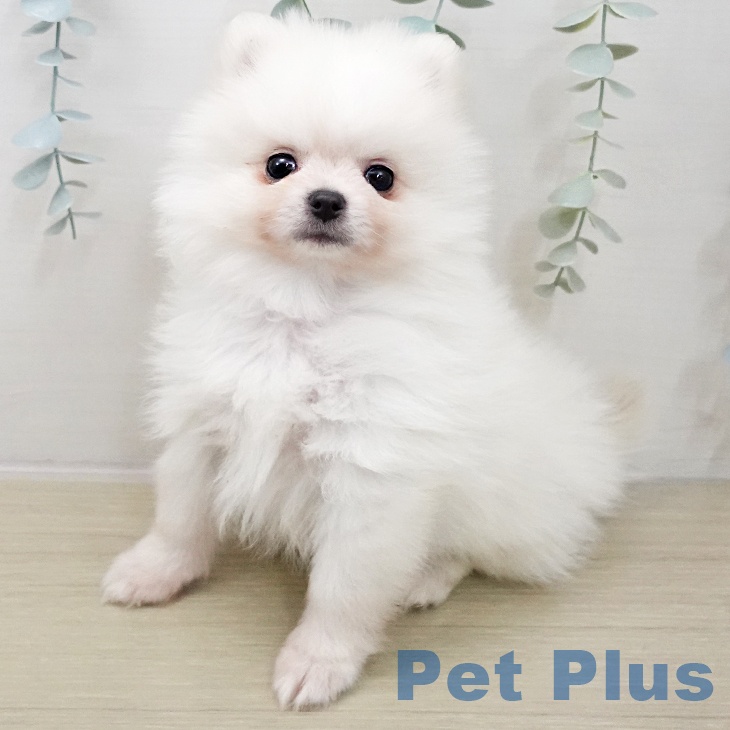 ポメラニアンの写真2