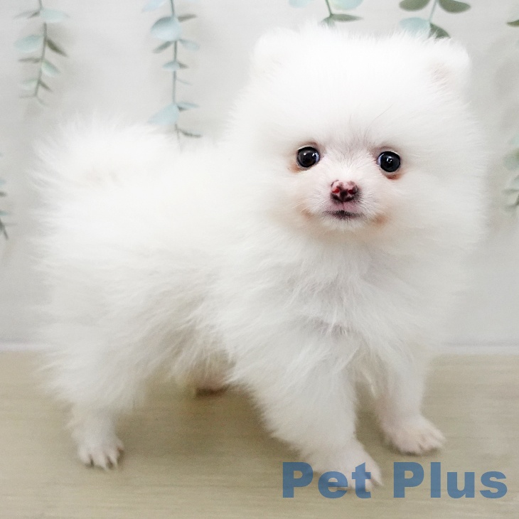 ポメラニアンの写真2