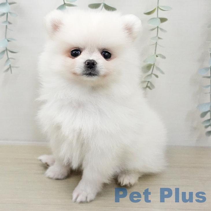 ポメラニアンの写真2