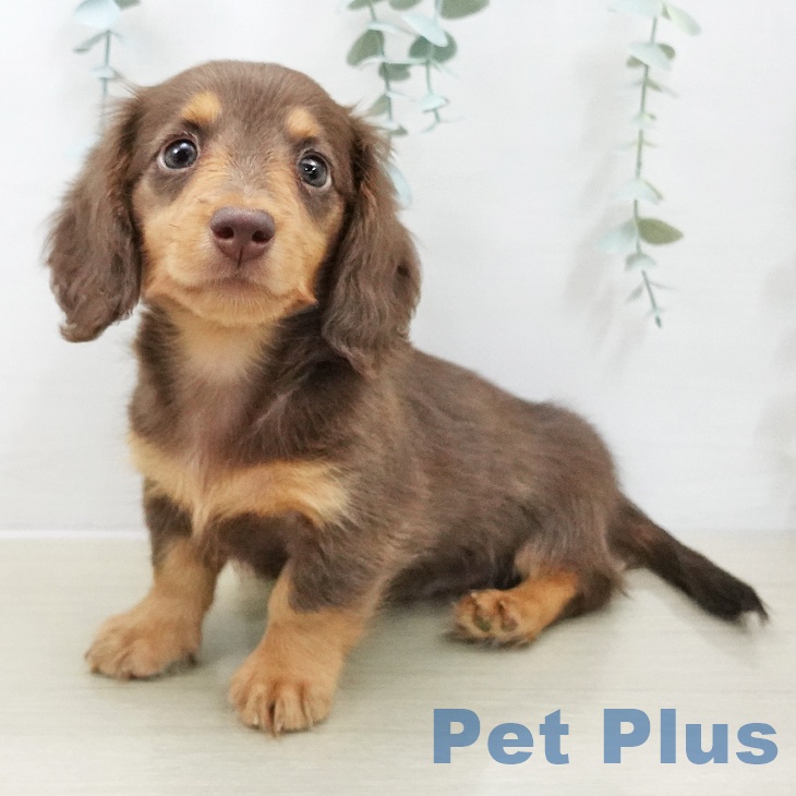 ミニチュア・ダックスフンド