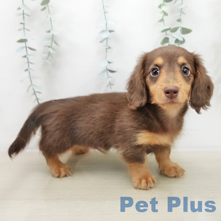 ミニチュア・ダックスフンドの写真2