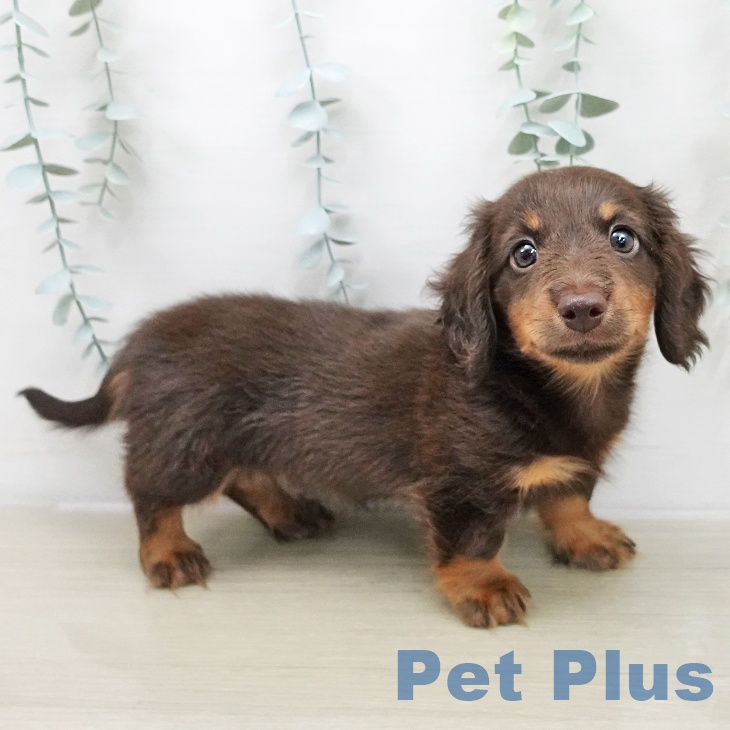 ミニチュア・ダックスフンドの写真2