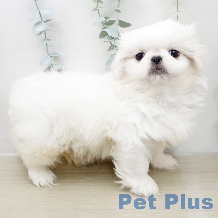ペキニーズの写真2