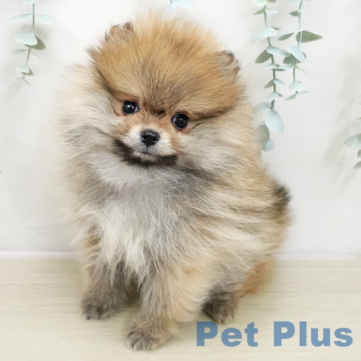 ポメラニアンの写真2