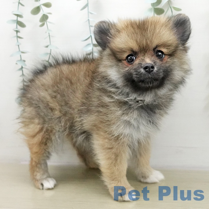ポメラニアンの写真2