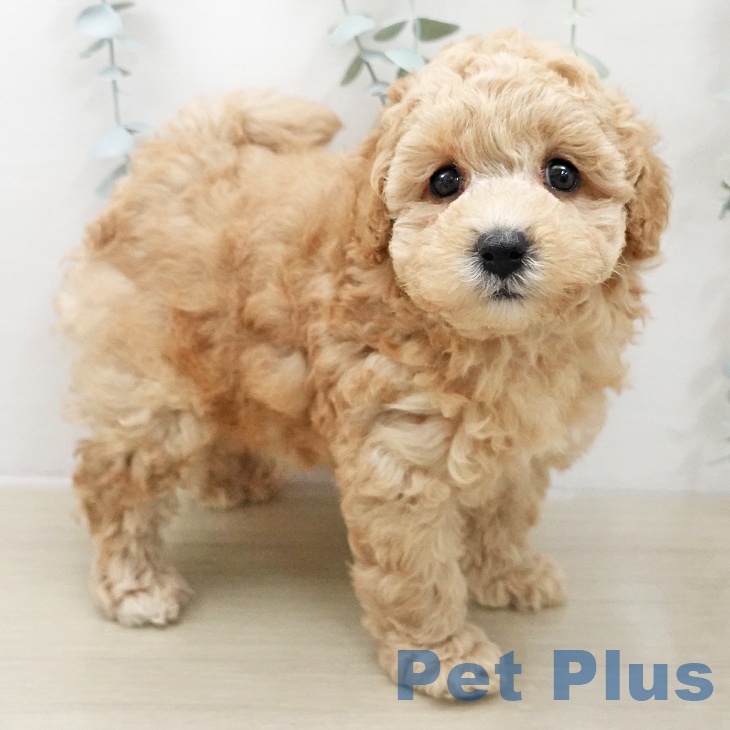 トイ・プードル