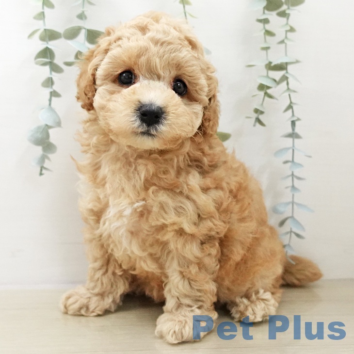 トイ・プードルの写真2