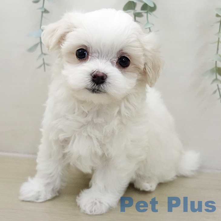 マルチーズの写真2