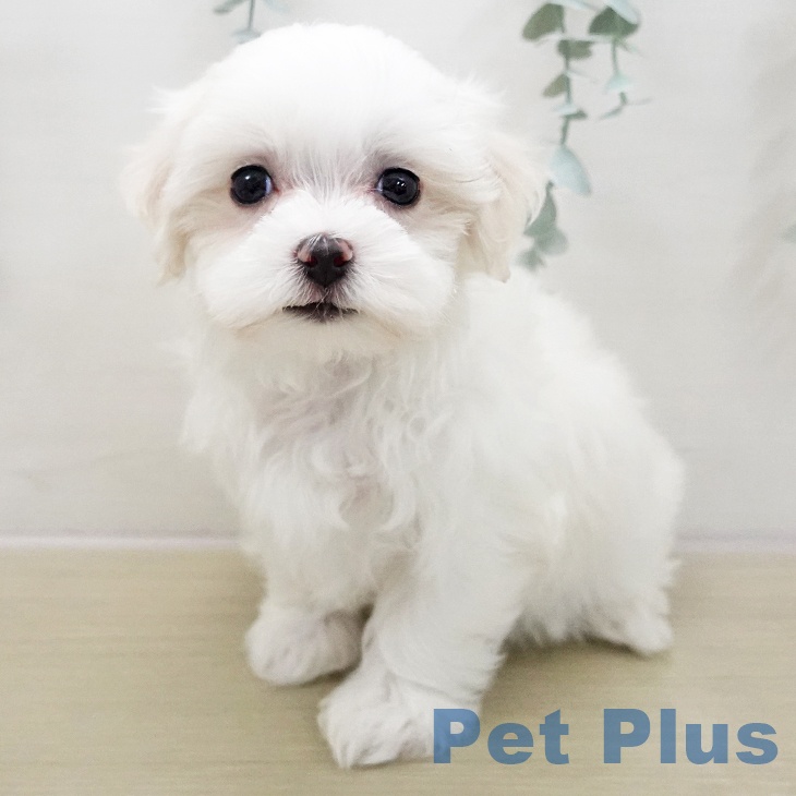 マルチーズの写真2