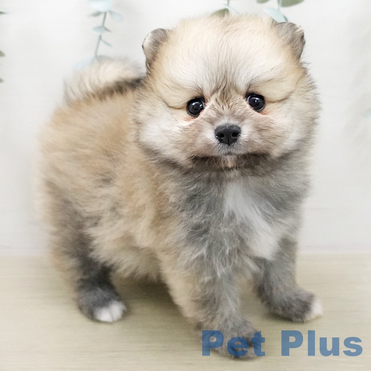 ポメラニアンの写真2