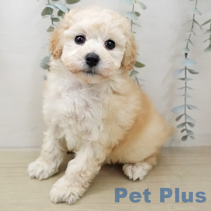 トイ・プードル