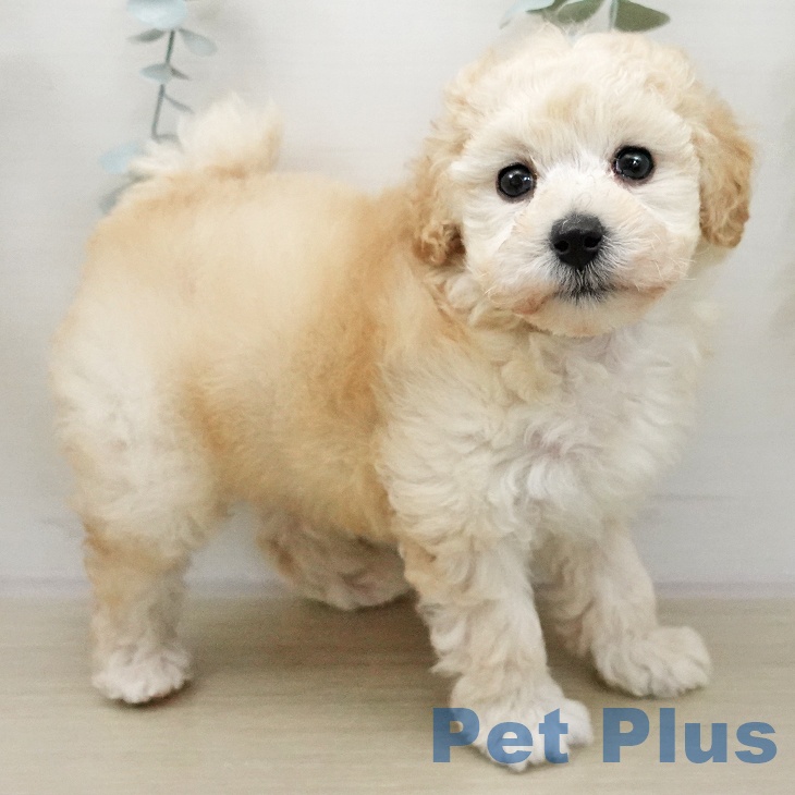 トイ・プードルの写真2