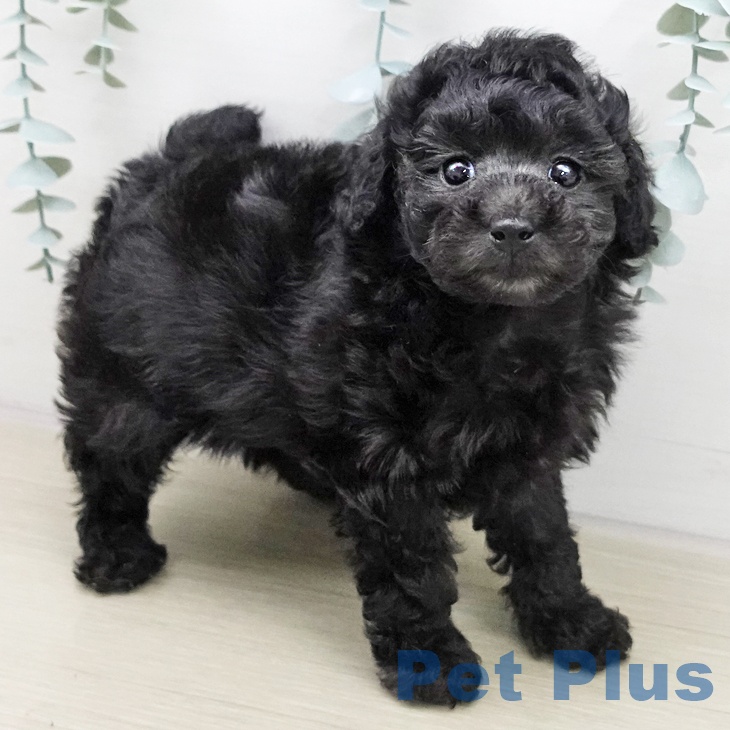 トイ・プードル