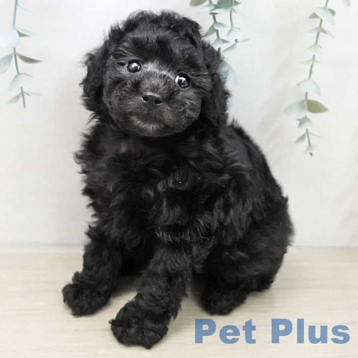 トイ・プードルの写真2