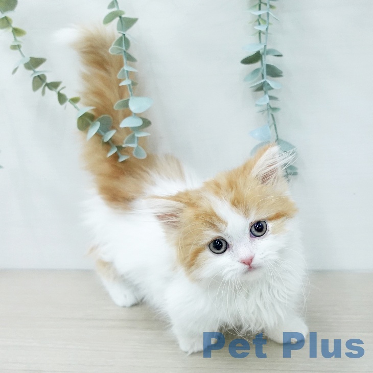 マンチカンの写真2