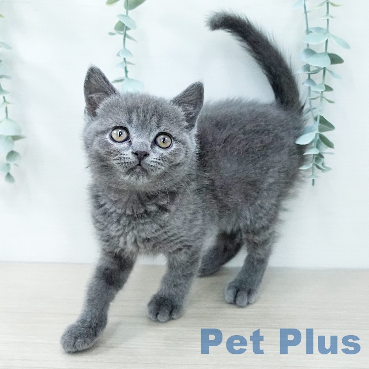 ブリティッシュショートヘアの写真2