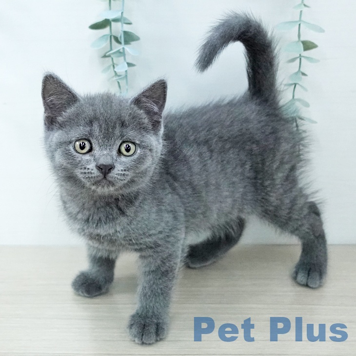 ブリティッシュショートヘア