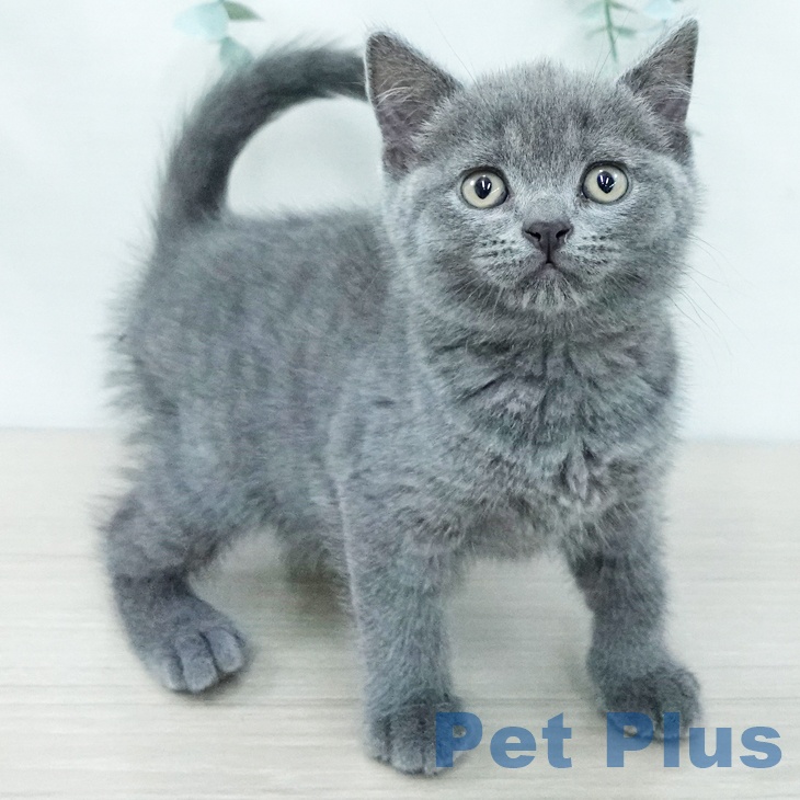 ブリティッシュショートヘアの写真2