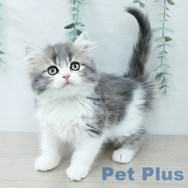 スコティッシュフォールド