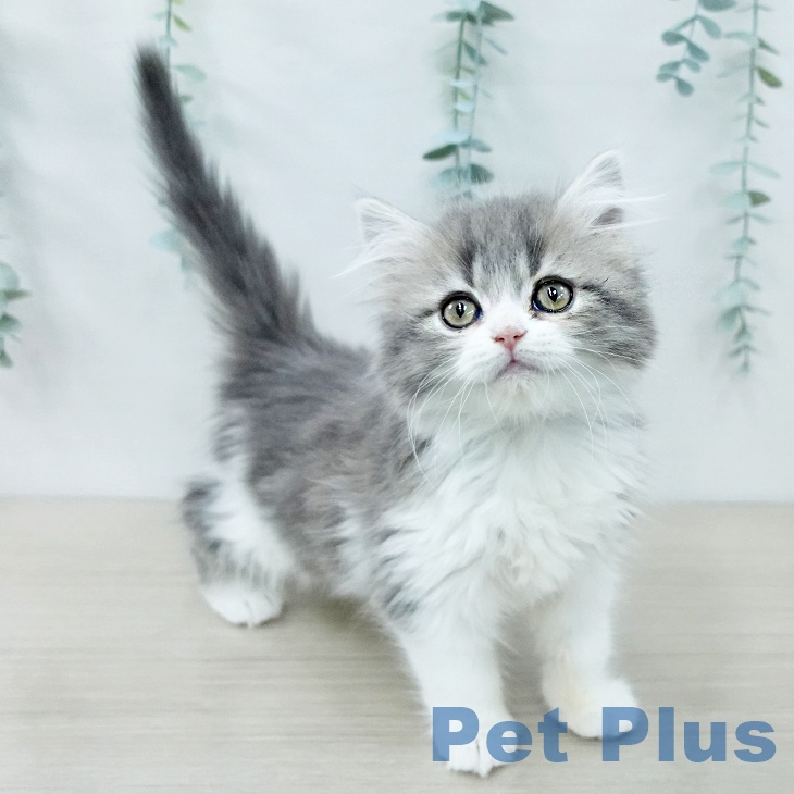 スコティッシュフォールドの写真2