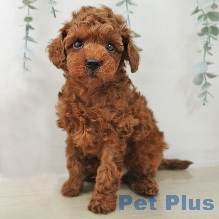 トイ・プードル