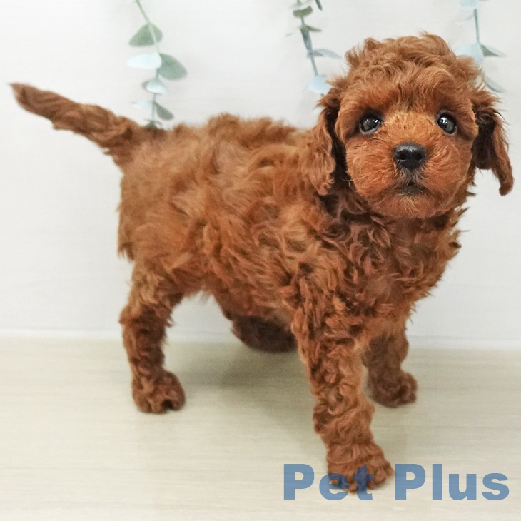 トイ・プードルの写真2