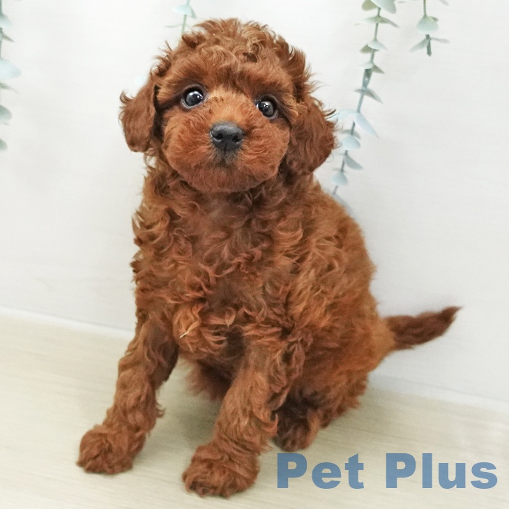 トイ・プードル