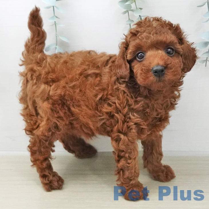 トイ・プードルの写真2