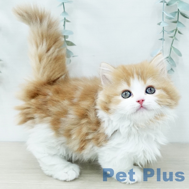 マンチカンの写真2