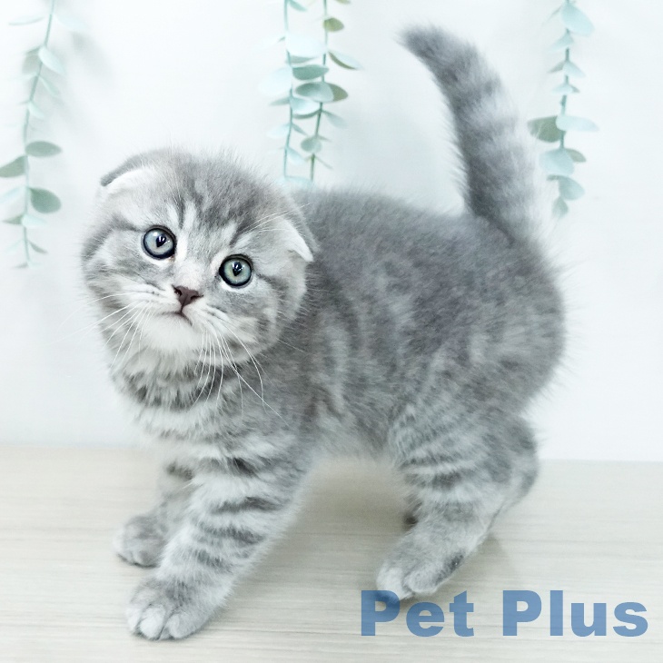 スコティッシュフォールド