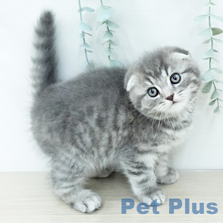 スコティッシュフォールドの写真2