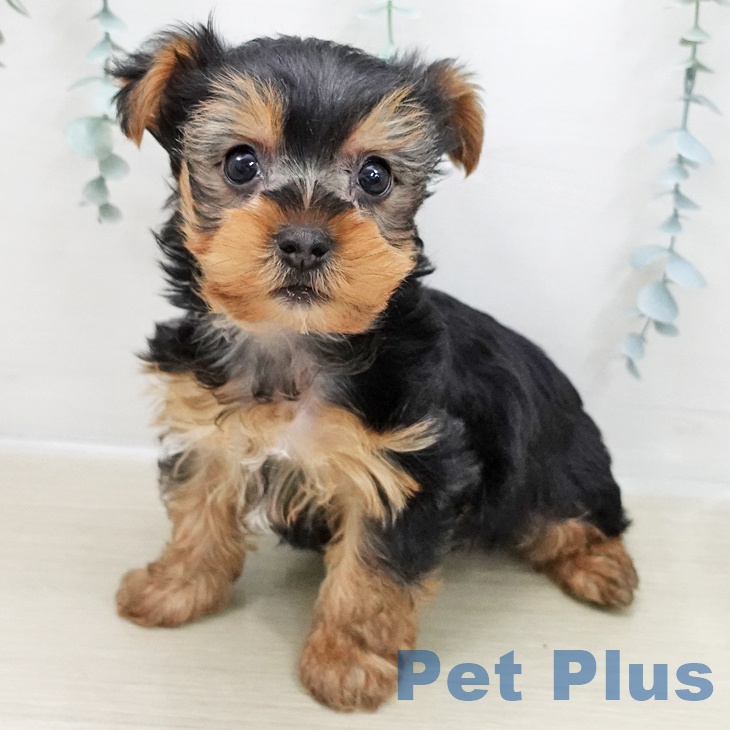 ヨークシャー・テリア