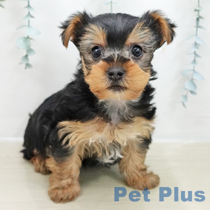 ヨークシャー・テリアの写真2