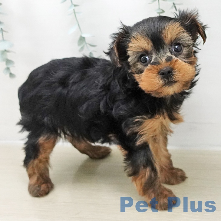 ヨークシャー・テリア