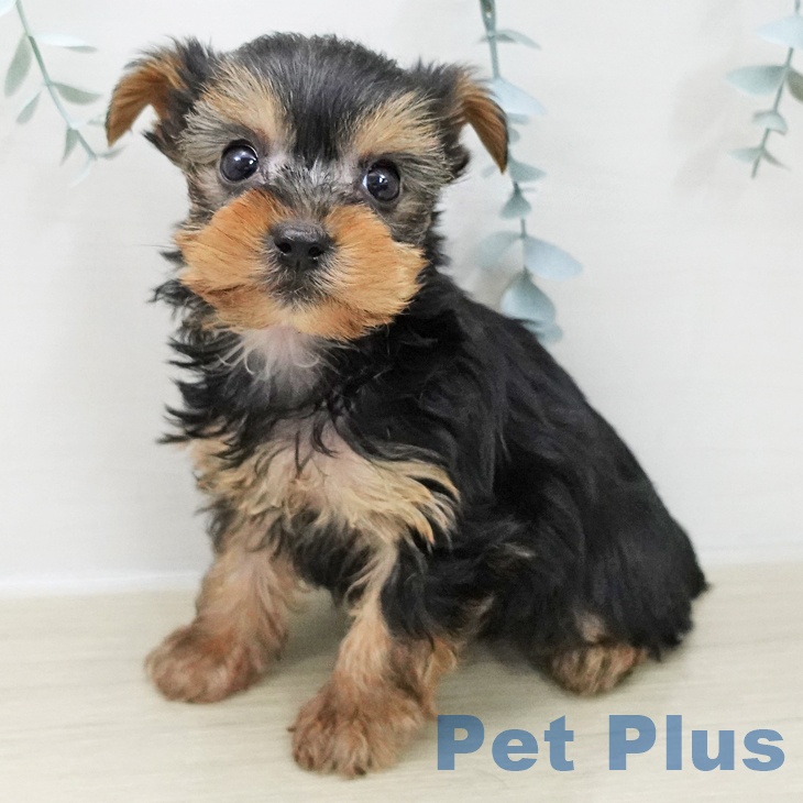 ヨークシャー・テリア