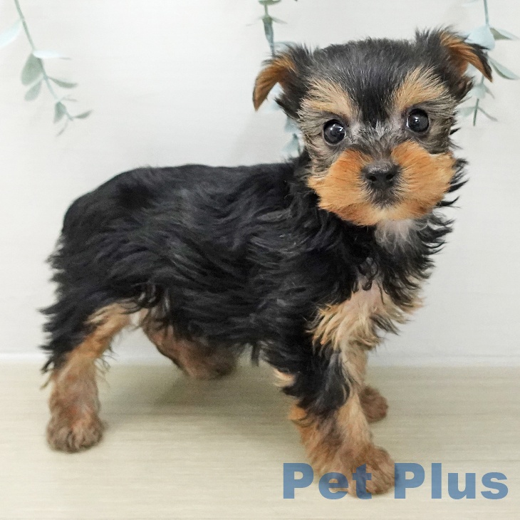 ヨークシャー・テリアの写真2