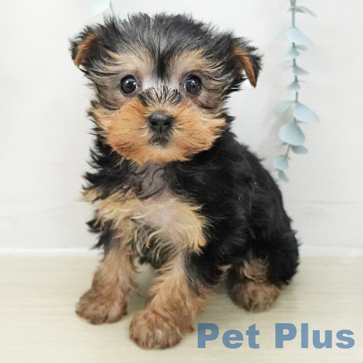 ヨークシャー・テリア