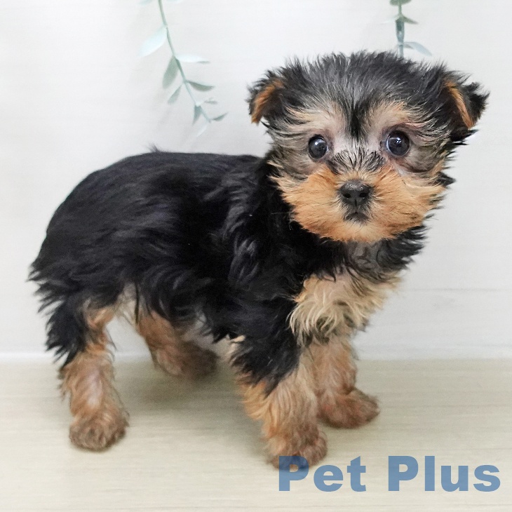 ヨークシャー・テリアの写真2