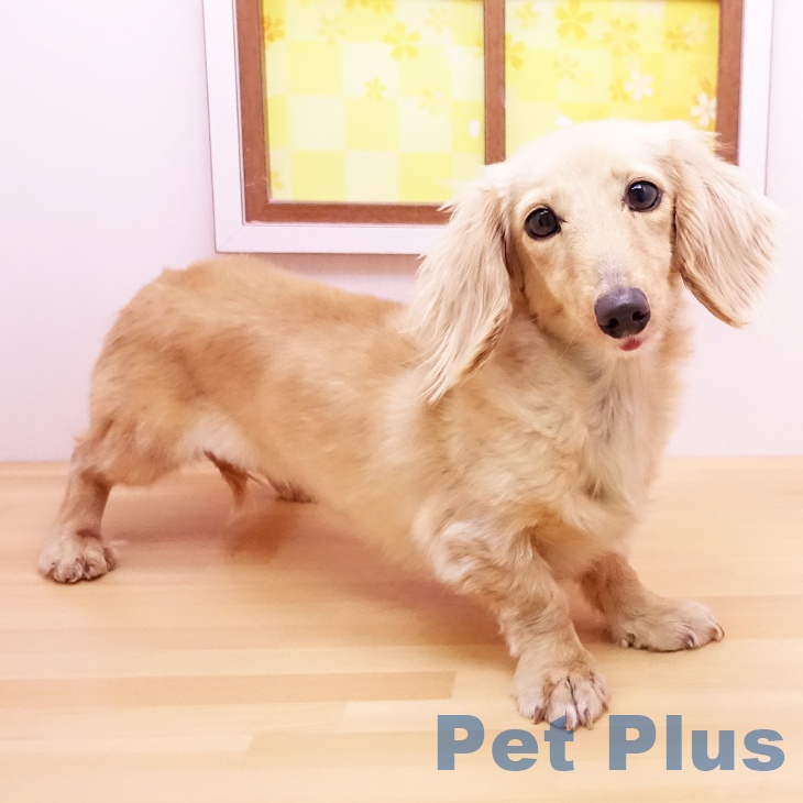 ミニチュア・ダックスフンドの写真2