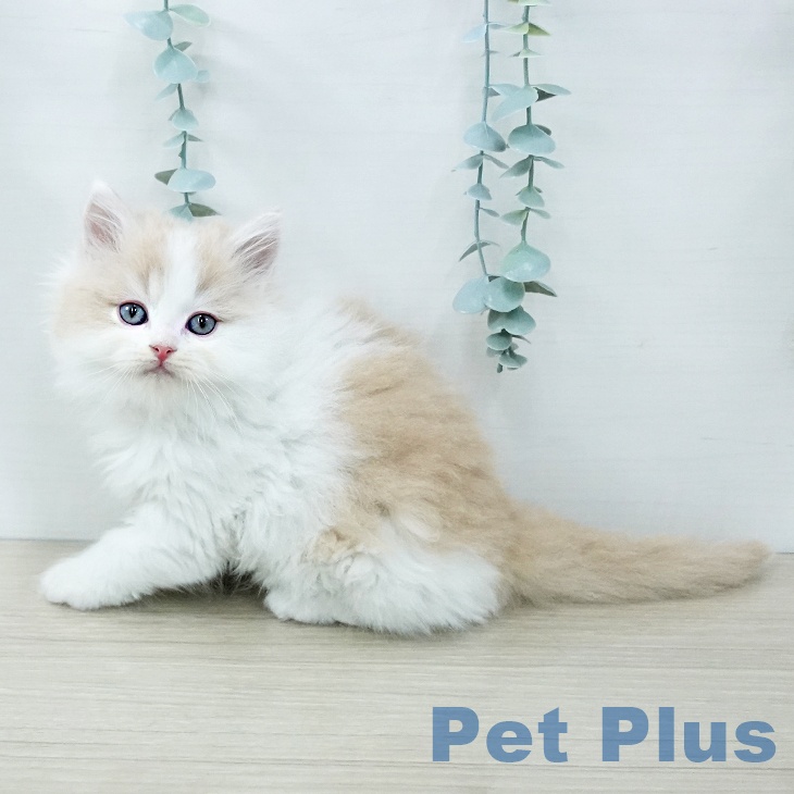 ラガマフィンの写真2