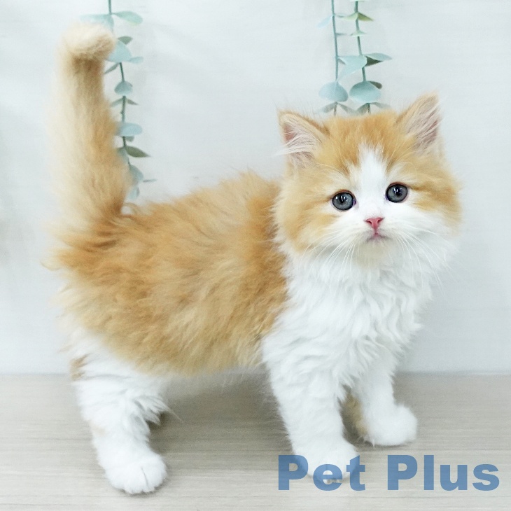 ラガマフィンの写真2