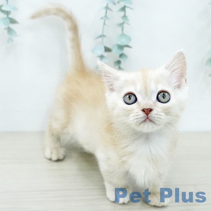 マンチカンの写真2