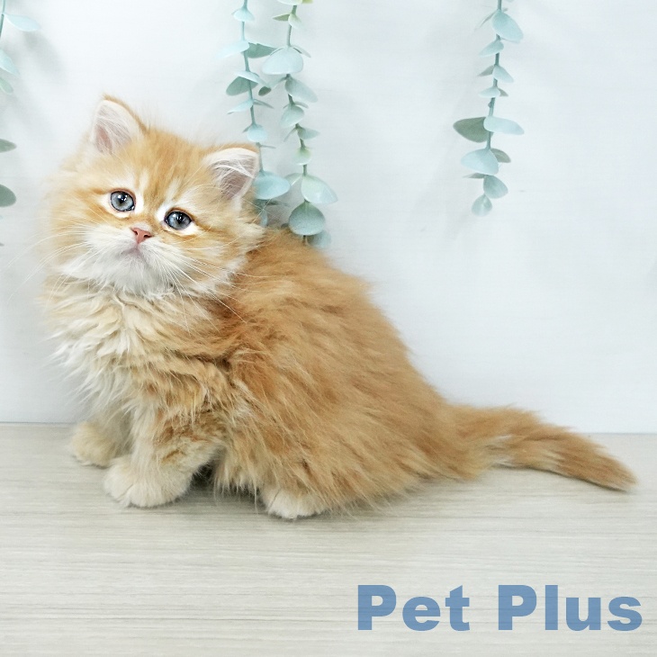 サイベリアンの写真2