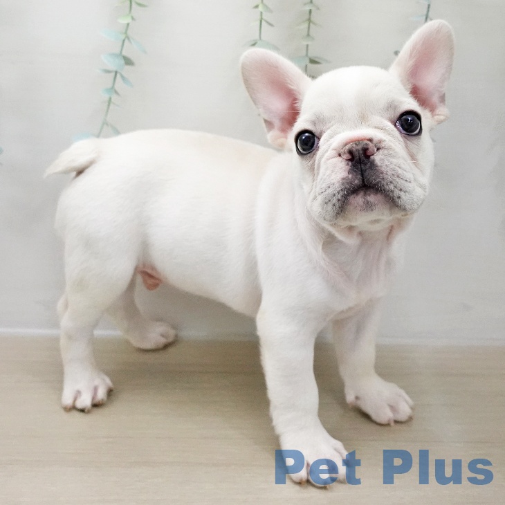 フレンチ・ブルドッグの写真2