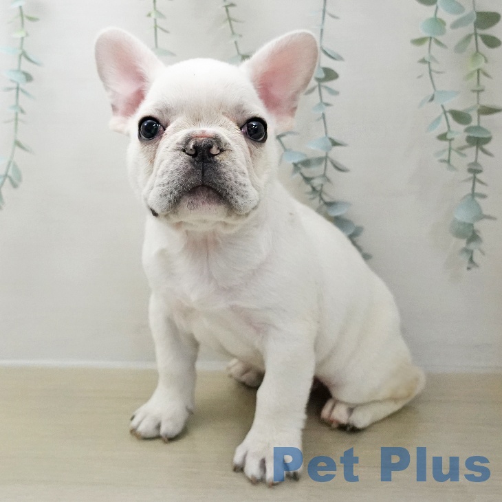 フレンチ・ブルドッグ